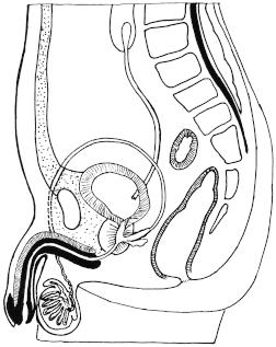 smooth muscles of the bladder form the internal urinary sphincter. Around the urethra there is another external urinary sphincter. The sphincters control the flow of urine through the urethra.