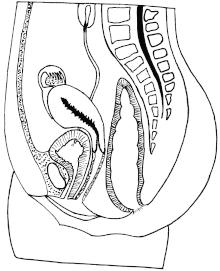 Human female reproductive organs The ovary is attached to the posterior surface of the inner body wall by a membranous fold called the mesovarium.