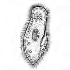 1. Kingdom : Monera - It includes all bacteria and the cyanobacteria. A circular DNA occurs in the cytoplasm. The cell wall is a rigid structure. a) Phylum :Cyanobacteria b) Phylum : Bacteria. 2.