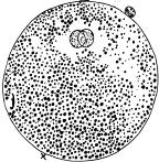 1. Homolecithal or isolecithal eggs. Eggs of this type have the yolk disbursed in the entire cytoplasm.