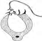5 Nematocyst They reproduce both asexually and sexually.
