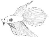 Common ornamental fishes Live bearers Guppy - Lebistes reticulatus Platy - Xiphophorus maculatus Sword tail