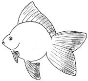 gourami - Colisa fasciata Kissing gourami - Helostoma temmineki Angel fish - Pterophyllum scalare Gold fish
