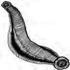 The polychaetes are marine worms. They have a distinct head. There are pairs of lateral projections called parapodia. The examples are Nereis (ragworms), Arenicola (lugworm).