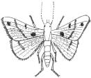 An insect is usually called as a pest when it causes appreciable damage and loss to the crops or other belongings.