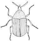 Insecticides such as carbaryl, endosulfan, Lindane and diazinon, when applied at regular intervals give relief from heavy infestation. V. Pest of Coconut palm Rhinoceros beetle - Oryctes rhinoceros.