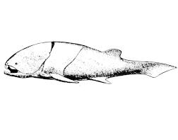 Pteraspis (Ostracoderm) Coccostens (Placoderm) Fig.7.2.2 Ostracoderms - the early armoured, jawless fishes and Placoderms - the early jawed fishes. 4.