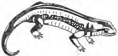 Amphibia, Reptilia, Aves and Mammalia. Class : Amphibia The living representatives of this class include frogs, toads, newts, salamanders and limbless caecilians. Frog Caecilian Salamander Fig. 1.2.