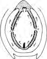water current is maintained by the actions of cilia in the wheel organ and the gill bars of the pharynx. The velar tentacles behind the mouth fold across and strain off the sand particles.