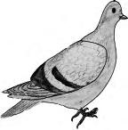zones. About 10 species of Pigeons are found in India. The pigeons fly in flocks and roost together. The domestic pigeons have many varieties, namely panter, fantail and tumblers.