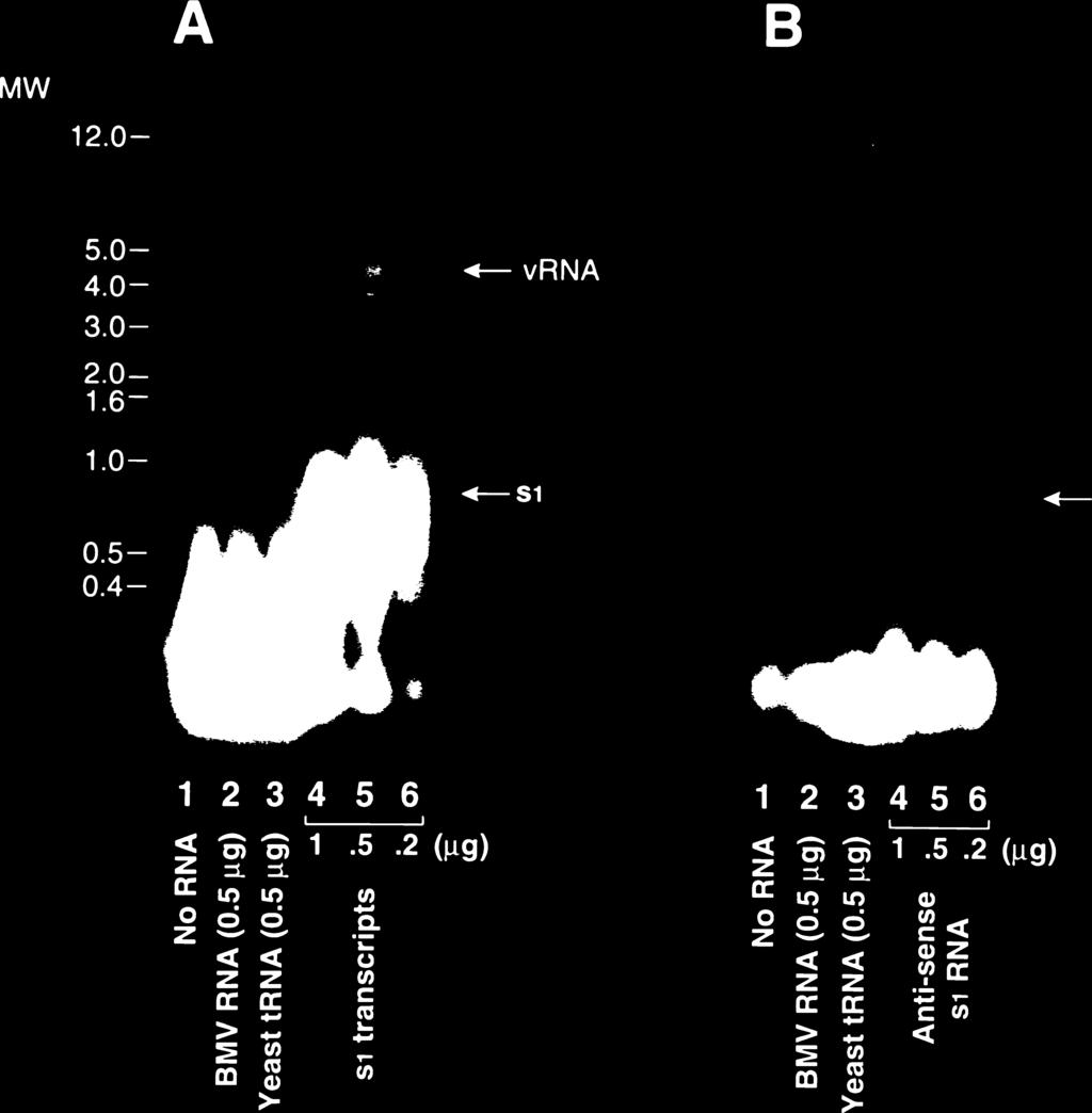 VOL. 69, 1995 dsrna SATELLITES OF TRICHOMONAS VAGINALIS VIRUS 6895 FIG. 4. Replication of s1 transcripts in vitro by RDRP associated with the virus particles.