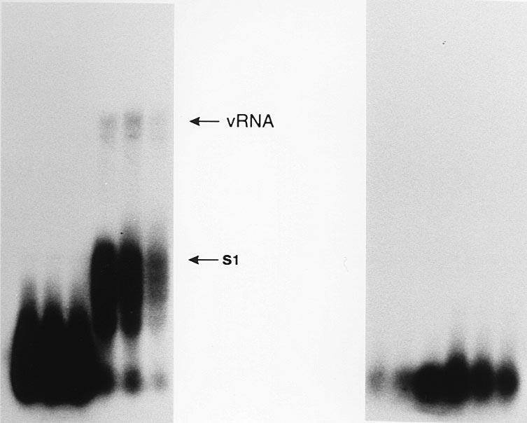 Viral RNA (vrna) was removed by centrifugation of ruptured particles in a sucrose gradient.