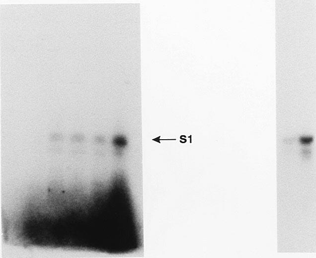 (B) Putative antisense s1 RNA was not replicated by these preparations. In lanes 1, no RNA was added. Lanes 2 contained yeast trna (0.5 g [GIBCO BRL]), and lanes 3 had 0.