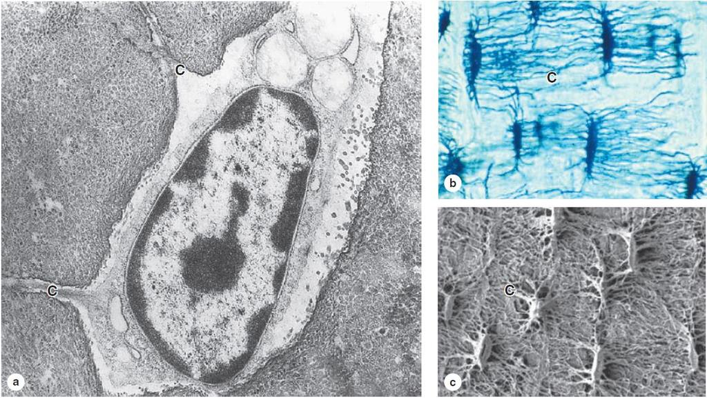 differentiate from osteoblasts surrounded by their own secreted materials located in regularly arranged lacunae long dendritic processes in canaliculi radiating from