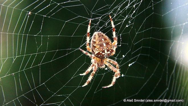 Innovation : engineering spider silk Protein fiber with exceptional mechanical properties, =>