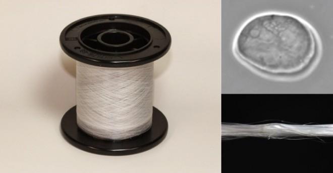 without breaking artificially synthesize spider silk into fibers Genetically modified organisms