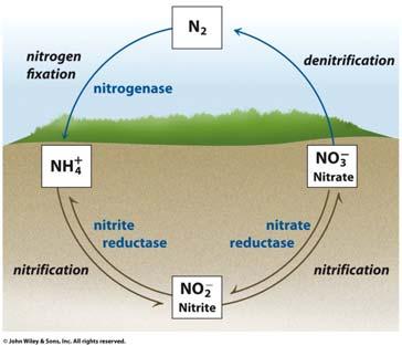 Bacteria Nitrogenase Costly 16 ATP per N 2 molecule Nitrogen fixation