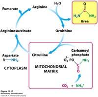 Urea Cycle Regulation Carbamoyl phosphate synthetase Amino acid catabolism boosts acetyl CoA and glutamate levels Produces activator Problem 55 An inborn error of