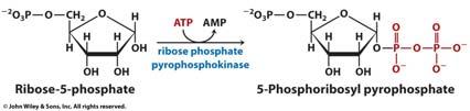 Nucleotide Biosynthesis 5 PRPP Purine: base built onto ribose Asp, Gly, Glu, THF, bicarbonate IMP produced