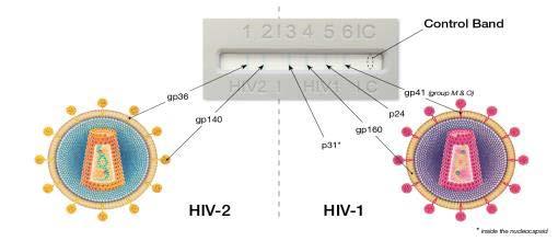 Geenius HIV-1/HIV-2 Lines Image used courtesy of http://www.galenica.