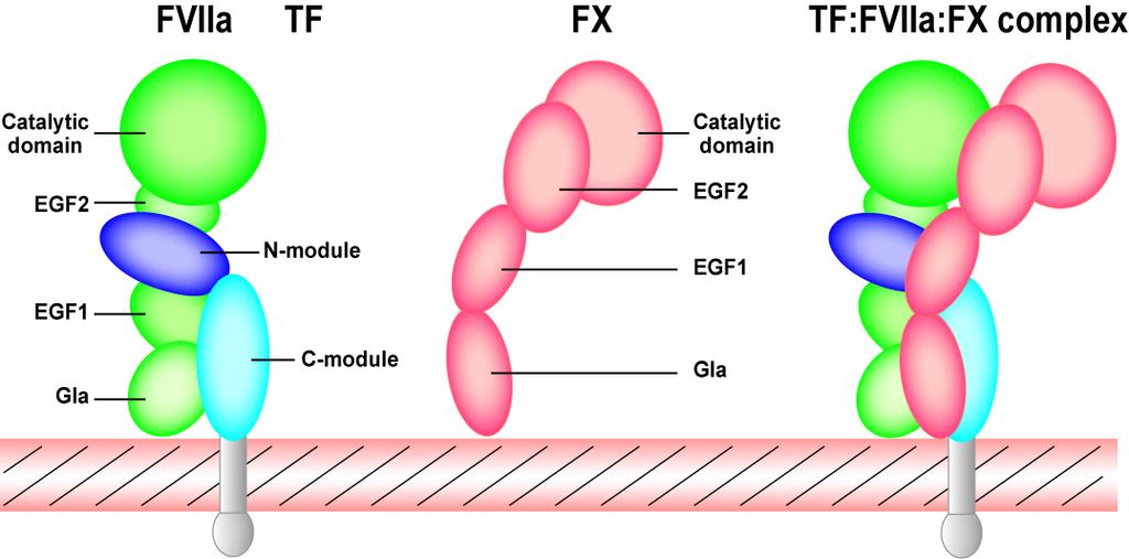 Tissue Factor (TF): The Primary Activator of Blood Coagulation TF is the only clotting factor not present