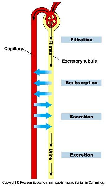 Mammalian System Key functions filtration body fluids (blood) collected water & soluble material removed reabsorption reabsorb