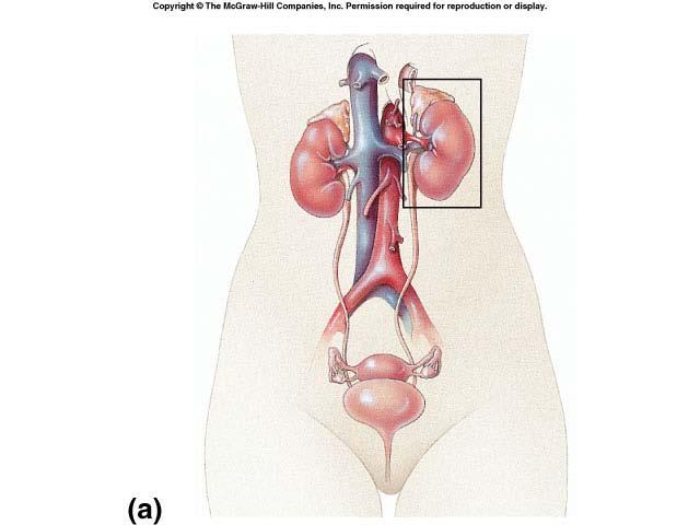 Mammalian kidney Urinary system filters