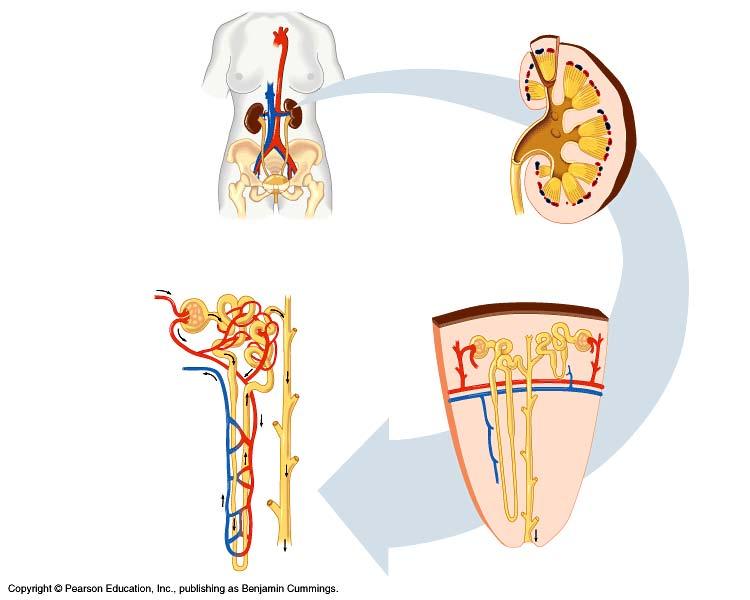 Mammalian kidney Interaction of circulatory & excretory systems Circulatory system glomerulus = ball of