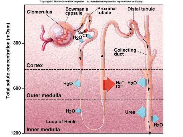 Nephron: Re-absorption Loop of Henle ascending limb low permeability to H 2 O Cl - pump Na + follows by