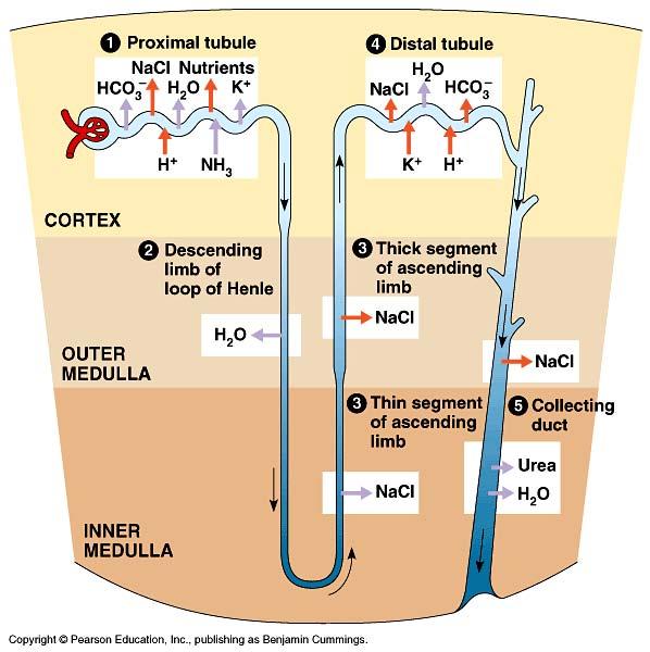 Nephron: Reabsorption & Excretion Collecting duct