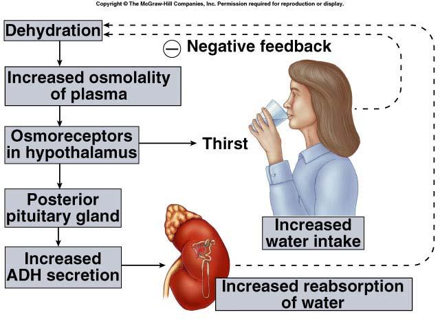 Maintaining Water Balance Monitor blood osmolarity amount of