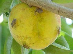 Hosts of Brown Marmorated Stink Bug Fruit crop hosts: Peach, apple, pear, cherry, Asian pear