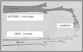 Blood Vessels: Arteries- Semi-elastic vessels that transport blood away from the heart. Veins- Elastic vessels that transport blood to the heart.