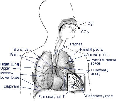 Human Respiration The Air Pathway: 1. Nasal Cavity - Warms moistens, & filters air as it is inhaled. 2. Pharynx (throat) - Passageway that leads to trachea. 3.
