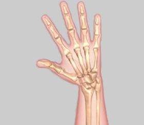 24) Adduction Moving the pinky side of the hand toward the outer aspect of the forearm.