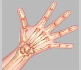 Unit 1: Anatomy of the Hand Introduction 27 bones