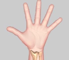 Unit 1: Anatomy of the Hand Introduction Numerous Blood vessels, nerves, and soft tissue (Refer fig. 7) (Fig. 7) Skeletal Anatomy The wrist is comprised of 8 bones called carpal bones.