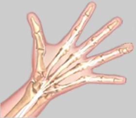 Unit 2: Anatomy of the Hand Soft Tissue Anatomy Our hand and wrist bones are held in place and supported by various soft tissues.
