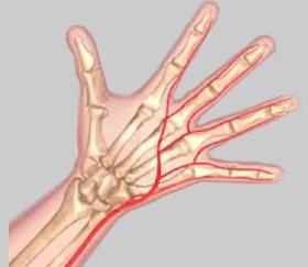 Unit 2: Anatomy of the Hand Blood Vessels The two main vessels of the hand and wrist are Radial Artery: The radial artery is the largest artery supplying the hand and wrist area.