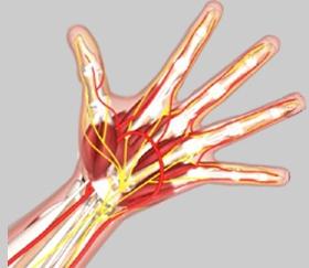 Ulnar Artery: The ulnar artery travels next to the ulnar nerve through Guyon s canal in the wrist. It supplies blood flow to the front of the hand, fingers and thumb. (Fig. 15) (Refer fig.