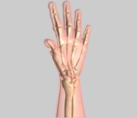 metacarpophalangeal joint (MCP) or knuckle joint  metacarpophalangeal joint (MCP) or knuckle joint Flexion