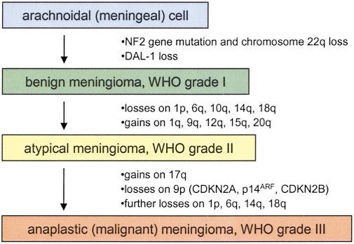 MENINGIOMAS 277 reported findings may require some adjustment according to the current classification.