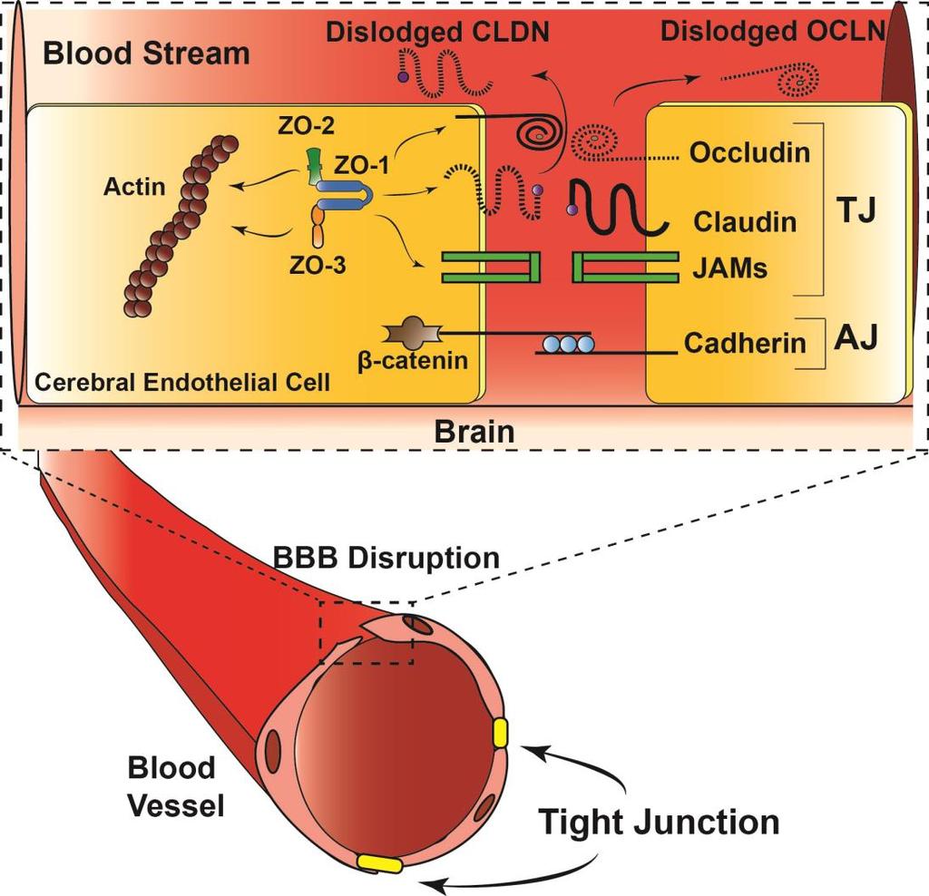Blood Brain Barrier Detected in