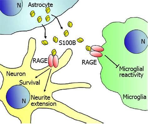 S100-β Normal concentrations S100B engages RAGE And exerts trophic effects on neurons and