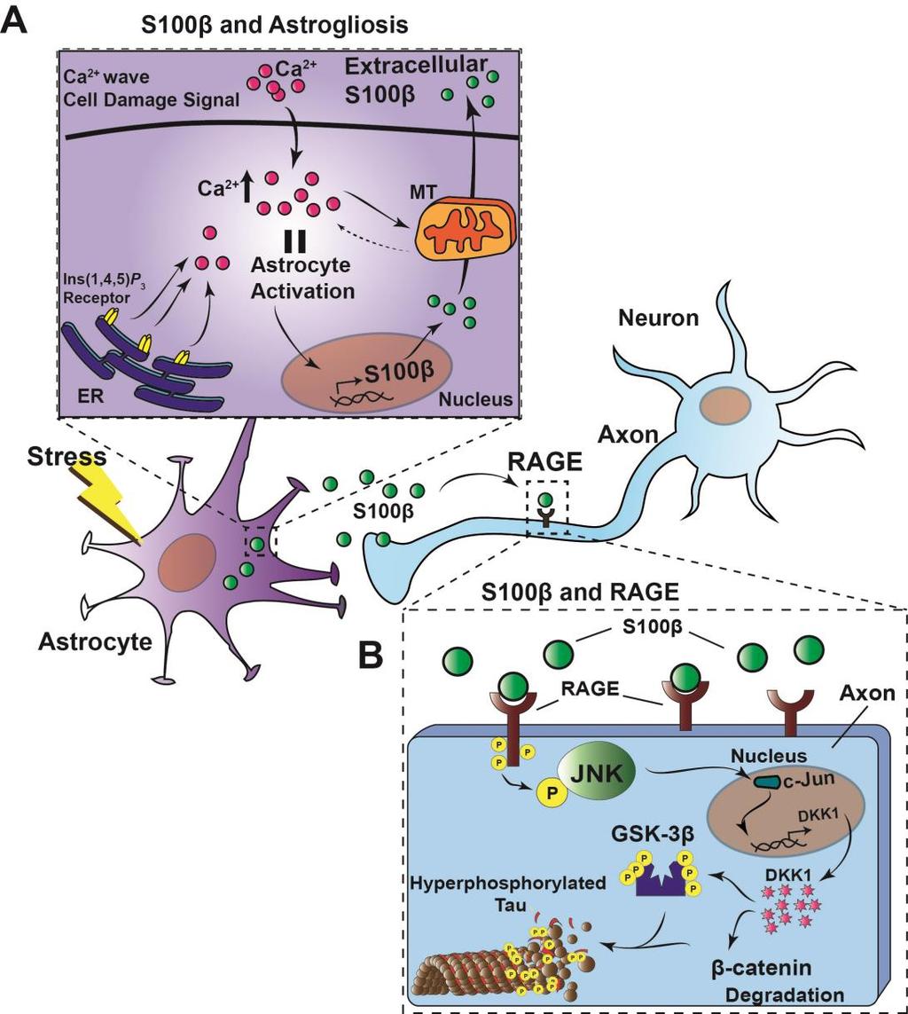 S100-β NORMAL S100-β binds Zn+ Tau mediated neurite outgrowth Pathological Increased
