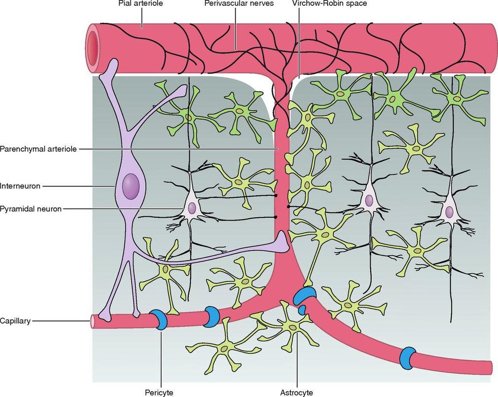 Arteriole Interneuron Pyramidal