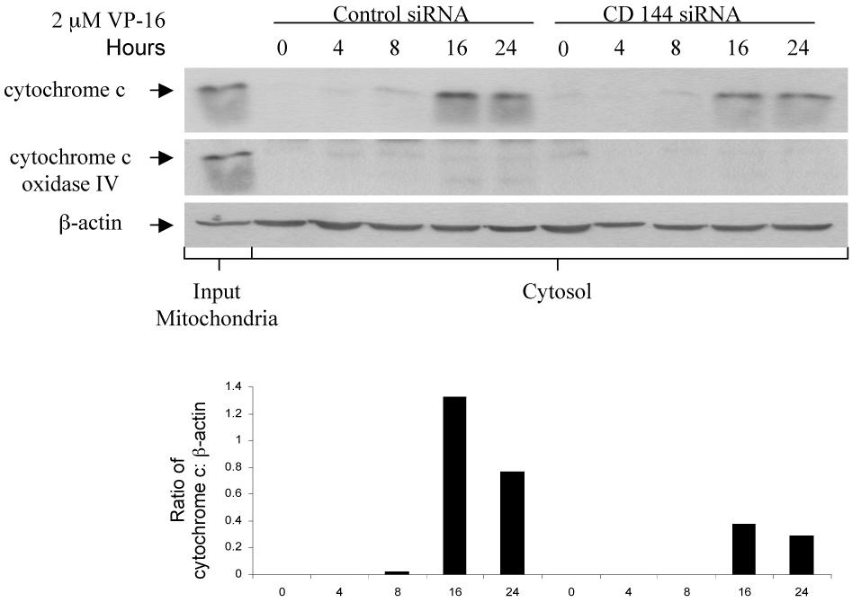 Figure 5.3. Cathepsin D downregulation inhibits cytochrome c release. Control sirna/u937 cells or 144 CD sirna/u937 cells were treated for varying lengths of time with 2 µm VP-16.