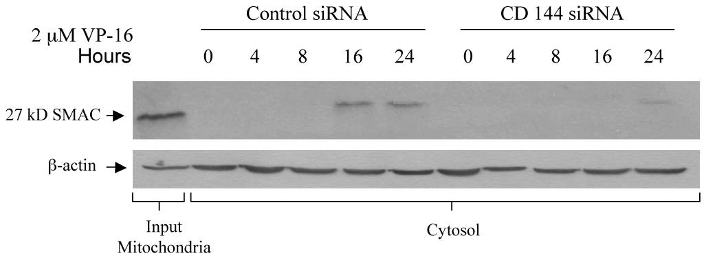 Figure 5.6. Cathepsin D sirna inhibits SMAC/Diablo release.