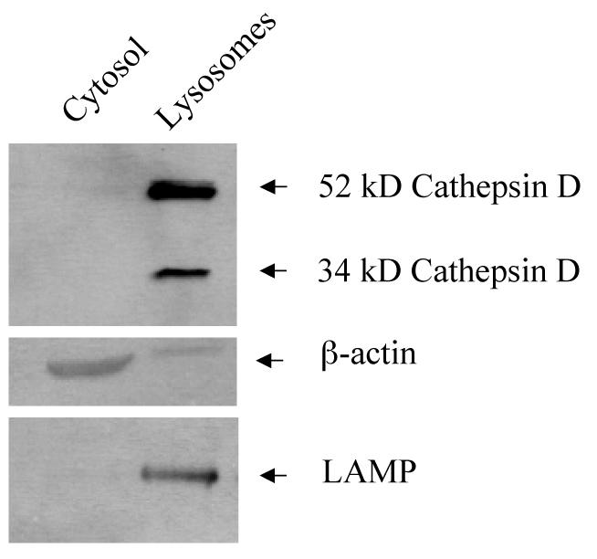 Figure 3.2. Cathepsin D is located in the lysosomes of untreated U937 cells. Cytosolic and lysosomal fractions were isolated from 20 x 10 6 wild-type U937 cells as described in Materials and Methods.