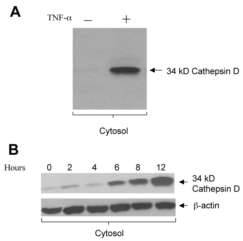 Figure 3.3. Cathepsin D is released into the cytosol following TNF-α or staurosporine treatment.